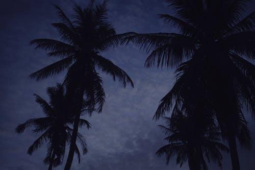 有关剪影, 天性, 晚上的免费素材图片