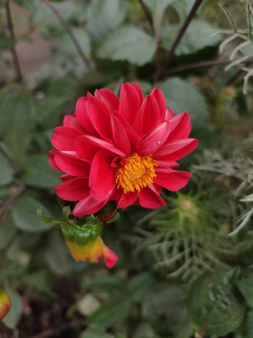 有关垂直拍摄, 增长, 天性的免费素材图片