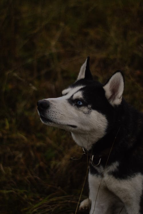 有关侧面图, 动物, 哺乳动物的免费素材图片