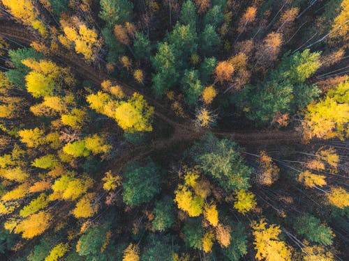 有关天性, 小径, 森林的免费素材图片