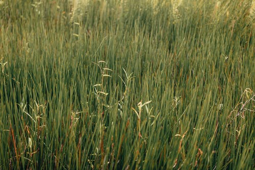 有关乾燥, 光, 全画幅的免费素材图片