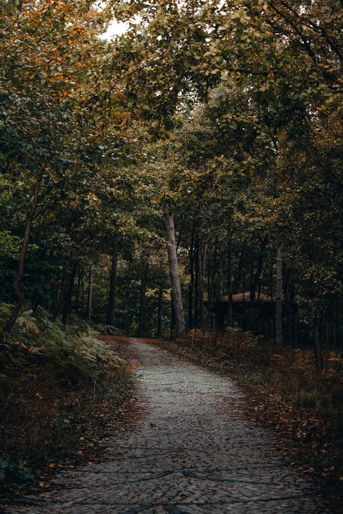有关垂直拍摄, 小径, 户外的免费素材图片