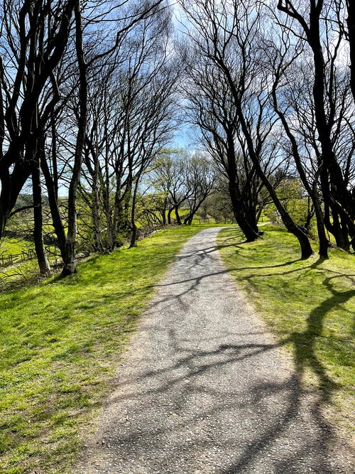 有关人行道, 垂直拍摄, 小径的免费素材图片