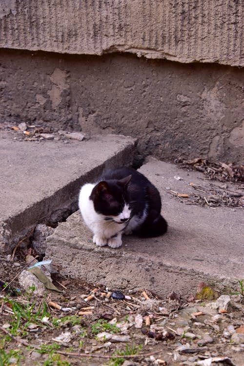 有关动物, 哺乳动物, 国内的免费素材图片
