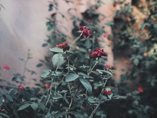 有关增长, 天性, 微妙的免费素材图片