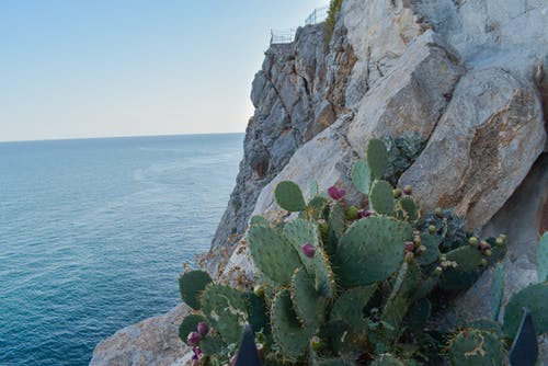 有关仙人掌, 刺, 地质学的免费素材图片