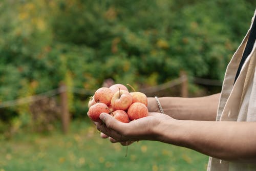 有关健康, 可口, 可口的的免费素材图片
