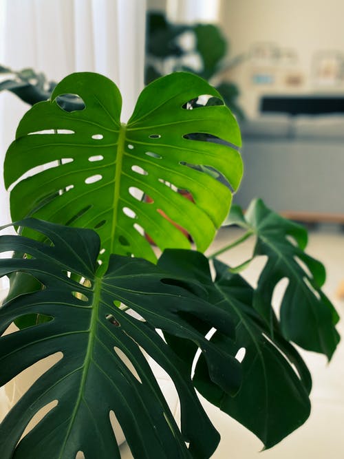 有关monstera deliciosa, 垂直拍摄, 工厂的免费素材图片