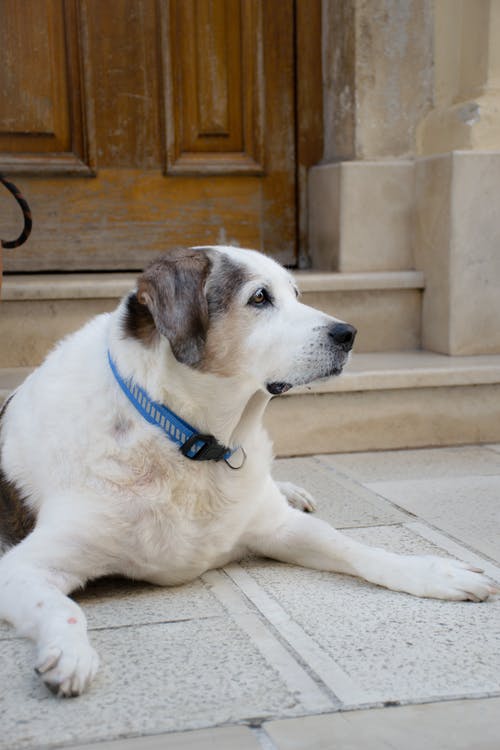 有关侧面图, 动物, 可爱的免费素材图片
