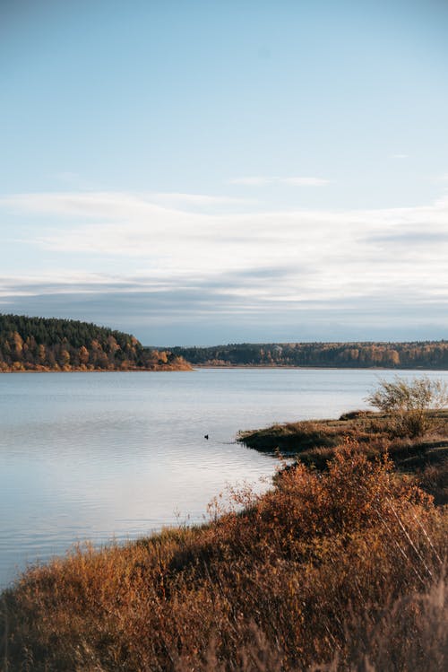 有关垂直拍摄, 天性, 平静的水的免费素材图片