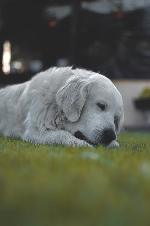 有关动物, 动物摄影, 哺乳动物的免费素材图片