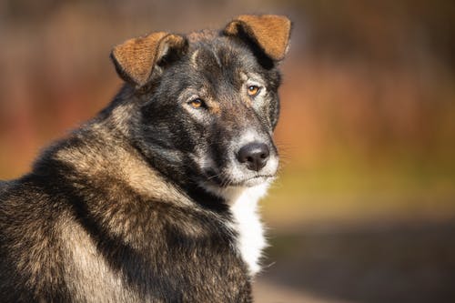 有关动物, 哺乳动物, 宠物摄影的免费素材图片