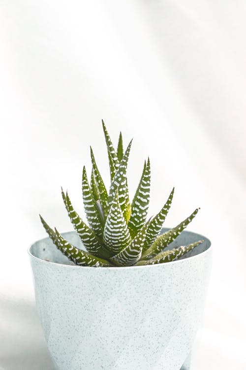 有关Copyspace, 垂直拍摄, 尖銳的免费素材图片