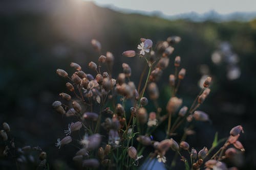 有关大麻, 工厂, 日落的免费素材图片