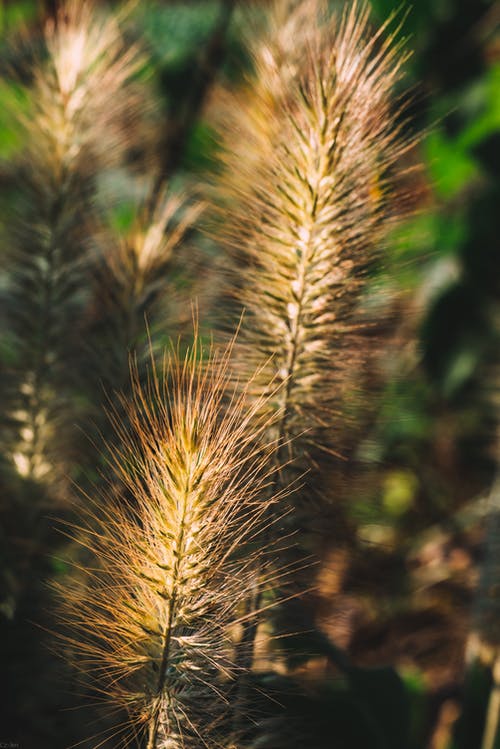 有关垂直拍摄, 夏天, 小麦的免费素材图片