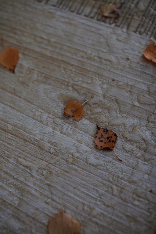 有关垂直拍摄, 木, 树叶的免费素材图片