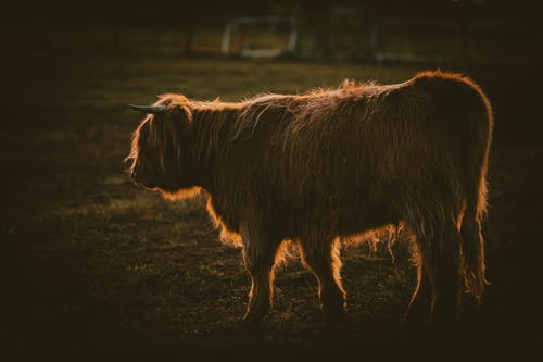 有关侧面图, 公牛, 动物摄影的免费素材图片