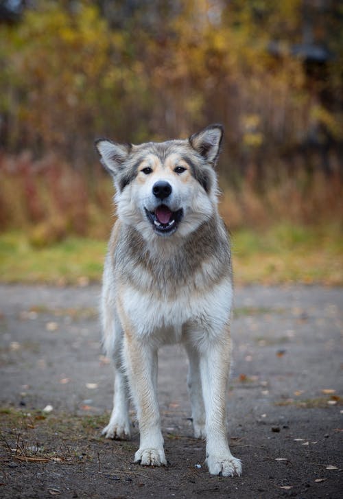 有关动物, 哺乳动物, 垂直拍摄的免费素材图片