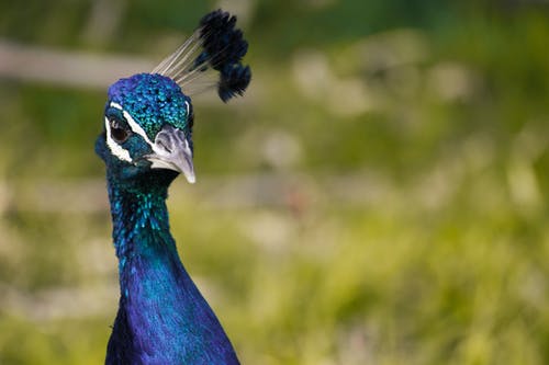 有关孔雀, 景深, 模糊的背景的免费素材图片
