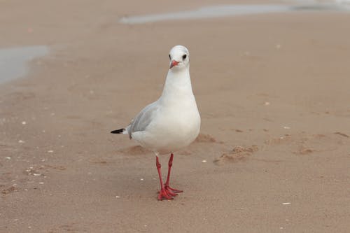 有关海鸟, 海鸥, 特写的免费素材图片