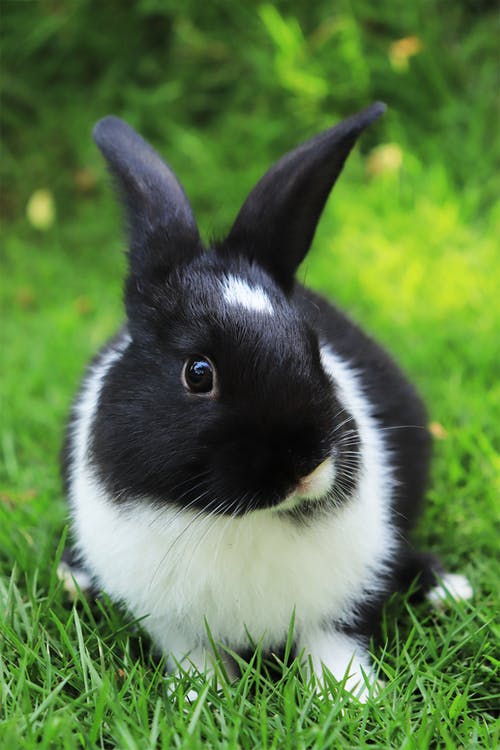 有关兔子, 动物摄影, 可爱的免费素材图片