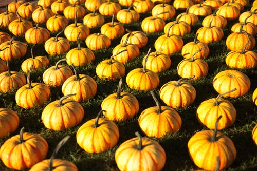 有关健康, 南瓜, 收成的免费素材图片