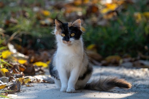 有关凝视, 动物摄影, 可爱的免费素材图片