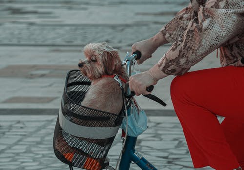 有关口罩, 可爱, 可爱的的免费素材图片