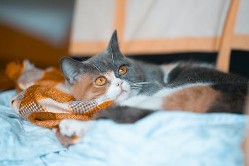 有关休息, 凝视, 可爱的免费素材图片