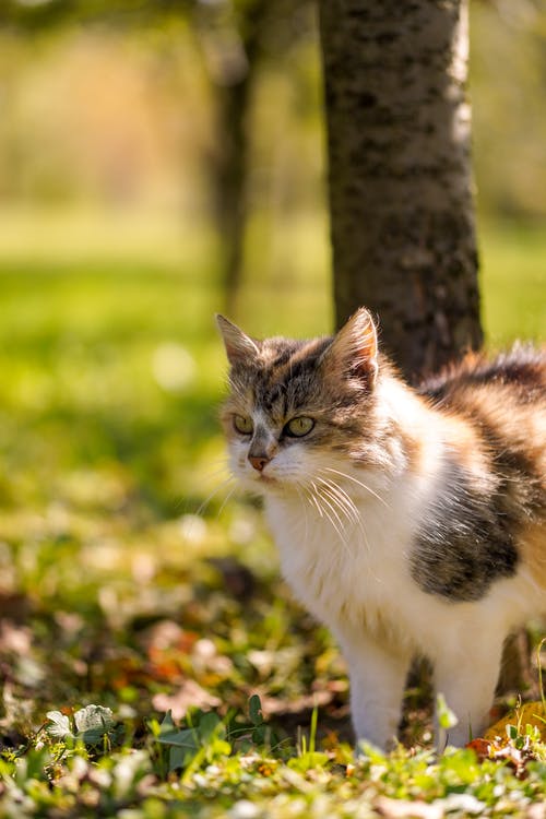 有关凝视, 动物, 可爱的免费素材图片