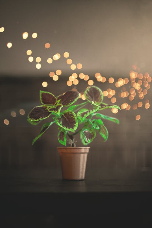 有关人造, 假, 垂直拍摄的免费素材图片