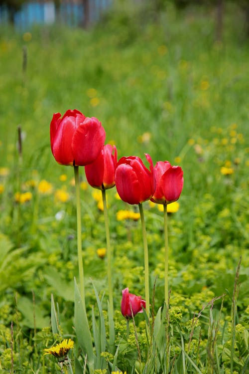 有关增长, 天性, 弹簧的免费素材图片