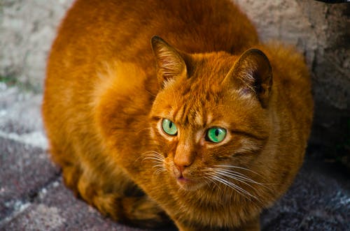 有关凝視, 動物攝影, 可愛的免费素材图片