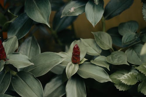 有关天性, 头花, 工厂的免费素材图片