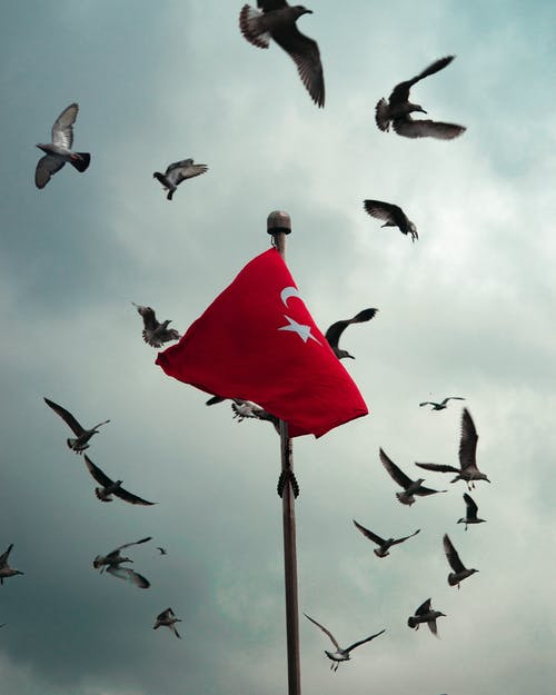 有关seaguls, 动物, 土耳其人的免费素材图片