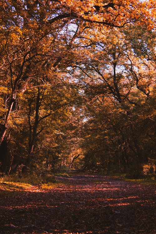 有关下落, 垂直拍摄, 天性的免费素材图片