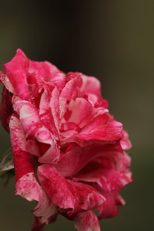 有关微距摄影, 玫瑰, 粉红色的玫瑰的免费素材图片