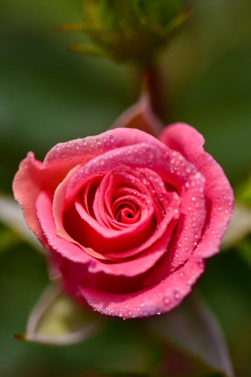 有关微距摄影, 粉红色的玫瑰, 绽放的花朵的免费素材图片