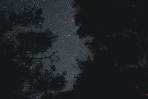 有关地平线, 夜森林, 户外的免费素材图片