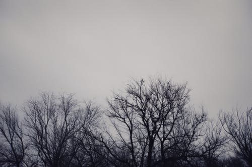 有关无叶的树木, 灰度摄影, 黑与白的免费素材图片