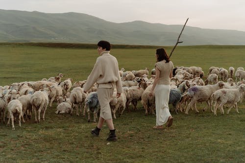 有关一群动物, 哺乳动物, 天性的免费素材图片
