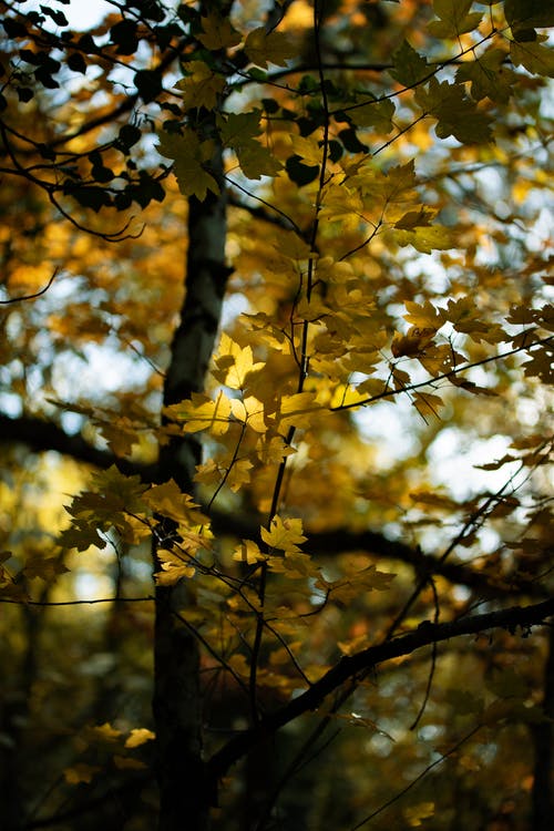 有关天性, 季节, 常青树的免费素材图片