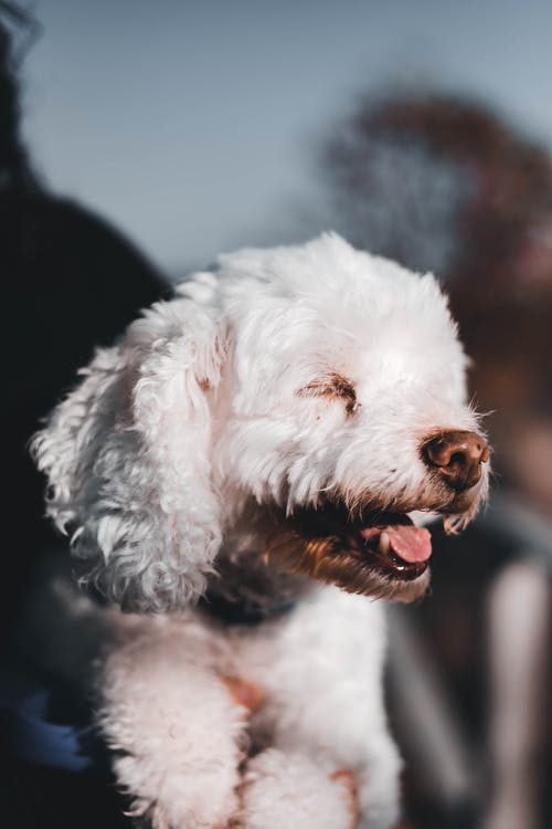 有关人的手臂, 保持, 家畜的免费素材图片