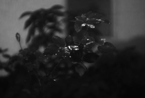 有关树叶, 湿, 灰度摄影的免费素材图片