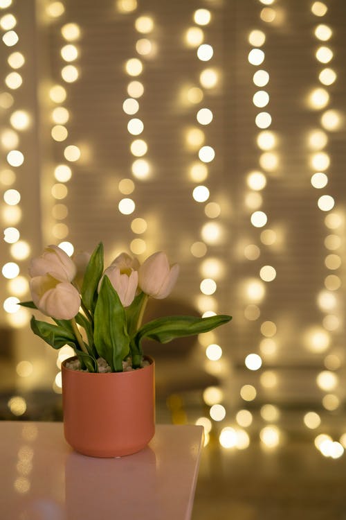 有关人造花, 塑料壶, 明亮的免费素材图片