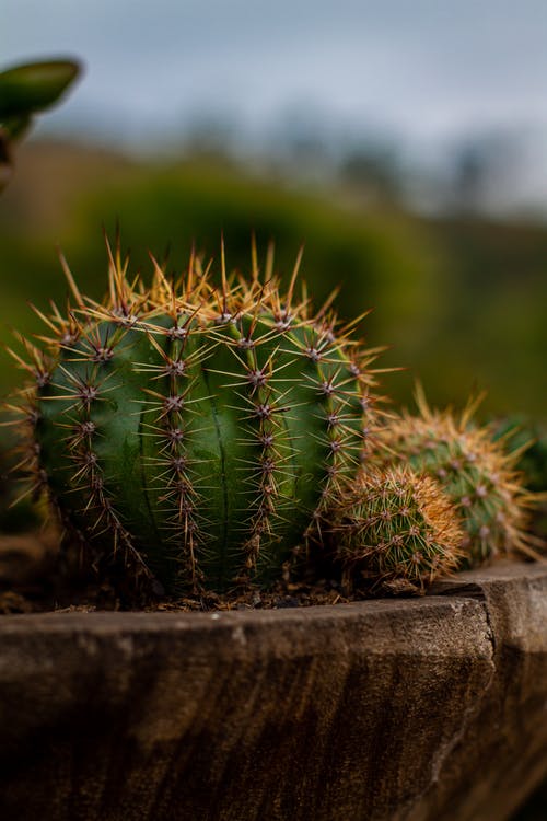 有关健康, 刺, 尖的免费素材图片
