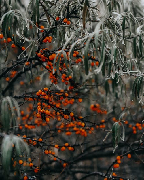 有关rowanberry, 冷, 分公司的免费素材图片