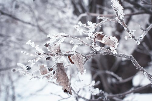 有关冬季, 冷, 冻结的的免费素材图片