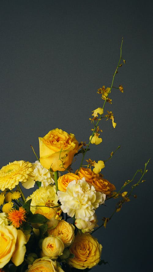 有关クラボアマレロ, 工作室拍摄, 康乃馨的免费素材图片