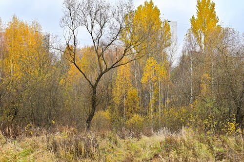 有关天性, 季節, 森林的免费素材图片